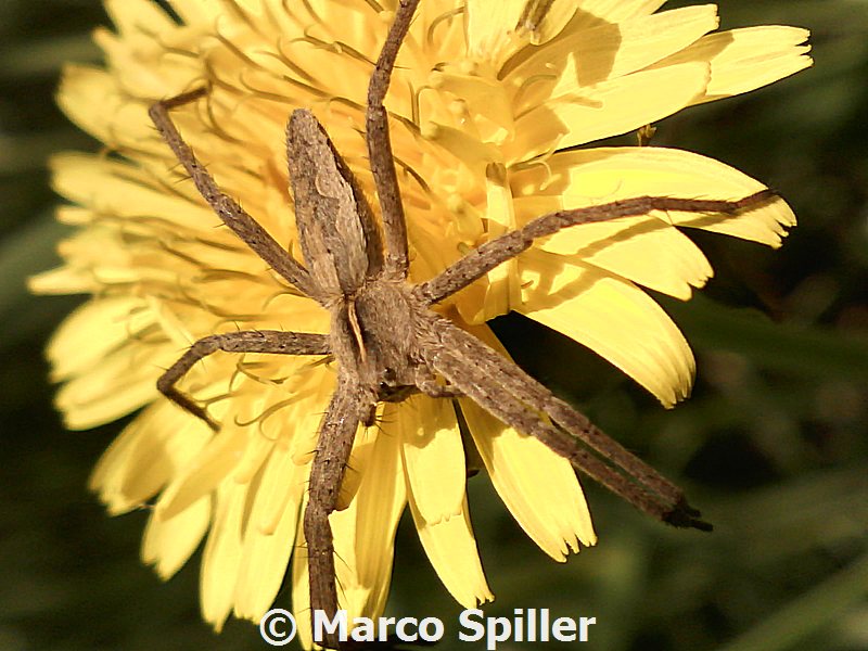 Pisaura sp. - Milano (MI)